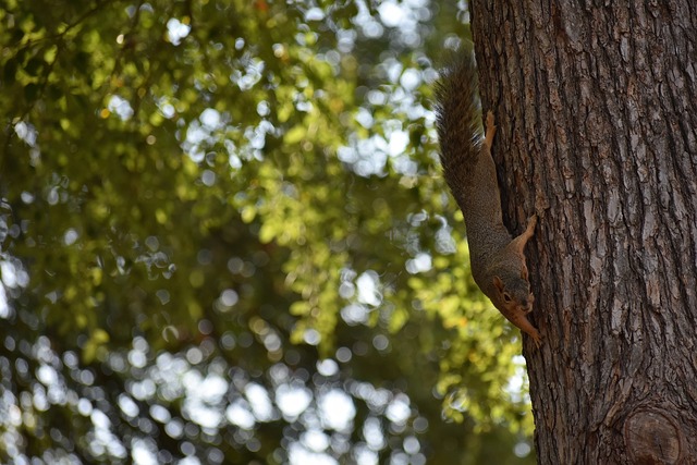 新星對決 新星對決